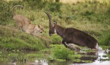 假如我是万兽之王