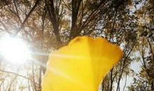 落叶中的清洁工