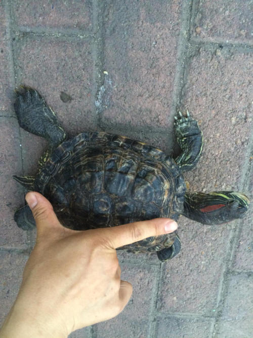 一只小乌龟的故事
