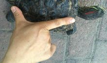 一只小乌龟的自述