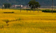 田园·风光·采菱