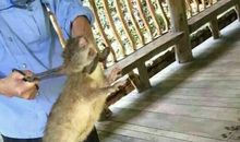 家里的“不速之客”