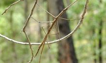 来到班级里的小昆虫