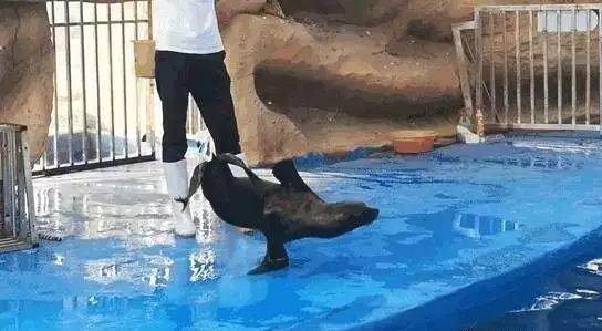 游览海斯动物园