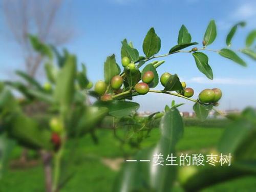 枣树下的幸福