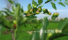 酸枣树下的幸福