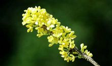 记忆深处的桂花