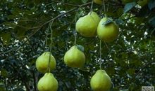 记忆里的柚子树