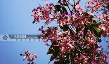 细听文化之花盛开的声音