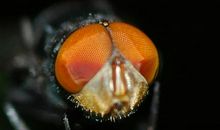 苍蝇也玩高科技