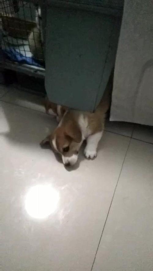 一只狗吃蔬菜