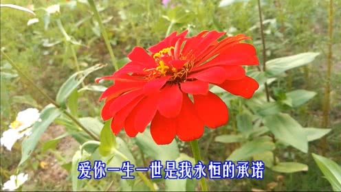 你的爱就像一首歌