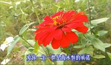 您的爱像一首歌