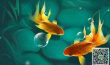 我的三条小金鱼