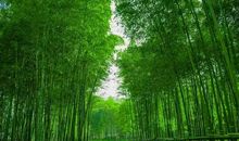 音乐与植物之随想