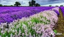 与薰衣草的美丽邂逅