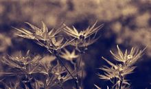 酸甜苦辣的七年级