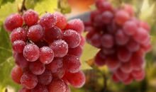 时令水果葡萄