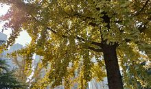 被阳光普照的森林