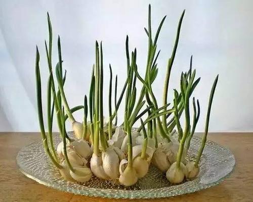 让大蒜发芽