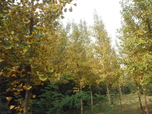 老杨树