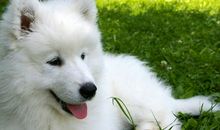 温顺的萨摩耶犬