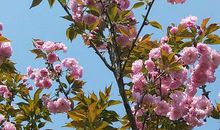 春天的碧洲公园