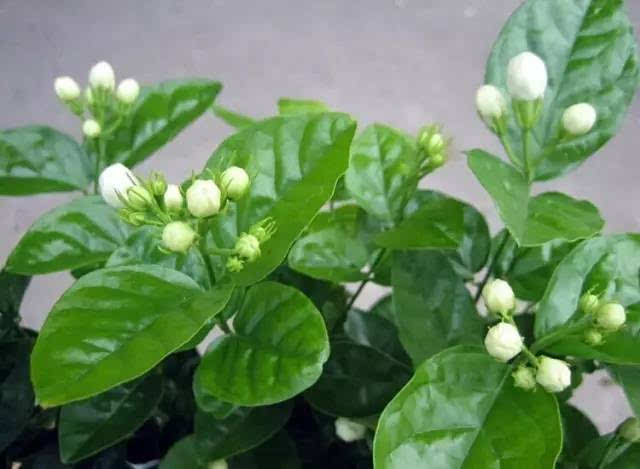 像一盆茉莉花盛开