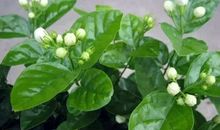 像是一盆茉莉花开