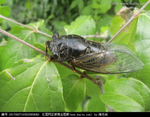 蝉的秘密