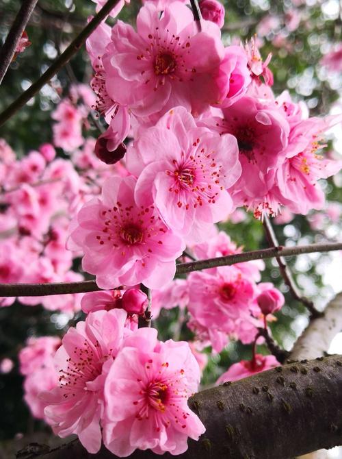阳春三月