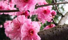 又到阳春三月时