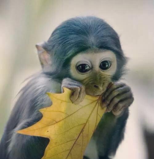 聪明的小猴子