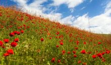 春天的生命在涌动