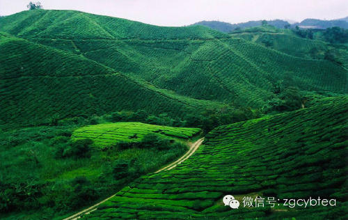 茶“旅行”