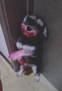 我试图了解狗