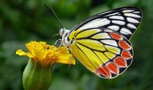 有感于那只蝴蝶