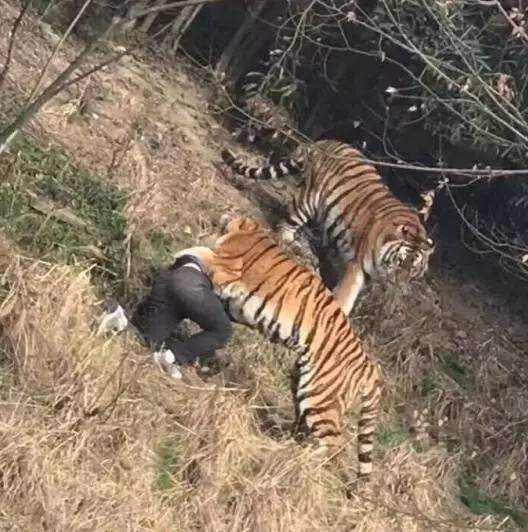 素食虎