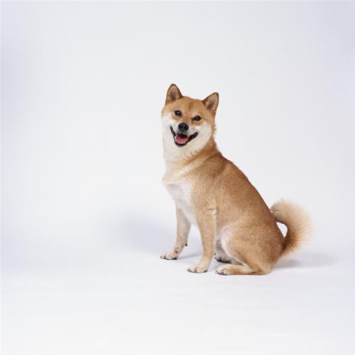 我的爱犬