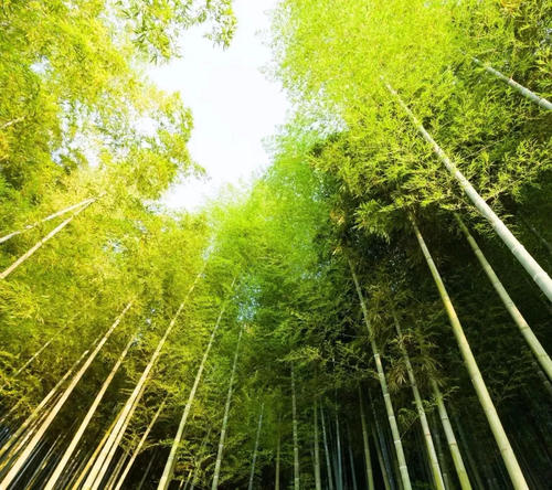 不寻常的植树节