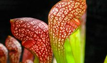 有趣的食虫植物展