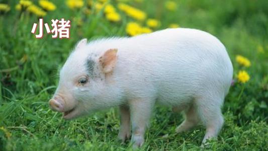 我有2个动物“朋友”