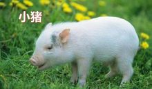 我有2个动物“朋友”