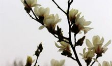 急性子的玉兰花