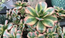 爱拼才会赢——读《多米尼克的冒险》有感