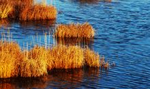 梦里秋天尽是伤