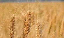 芒种时节吃粽子