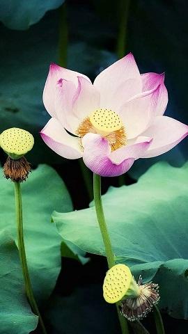 夏季