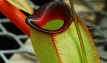 我是猪笼草的宝宝