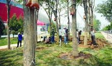 给树打“吊针”